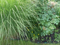 (1) Website_Herbst_Mädchenauge_kleinste Zagreb.JPG