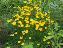 (2) Website_Herbst_Mädchenauge_Quirlblättriges neben Rutenhirse.JPG