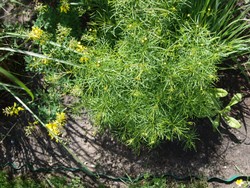 (3) Website_Herbst_Mädchenauge_Quirlblättriges im Austrieb Mitte Juni.JPG