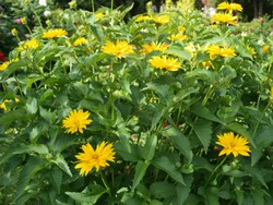 (4) Website_Herbst_Mädchenauge_großes.JPG