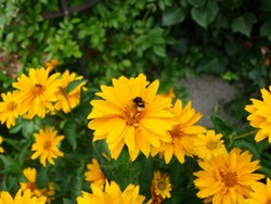 (5) Website_Herbst_Großes Mädchenauge mit Bienen.JPG