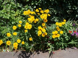 (6) Wesite_Herbst_Mädchenauge_großes im freien Fall.JPG