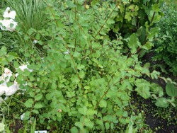 (1) Website_Herbst_Schneebeere_Austrieb im Juni.JPG