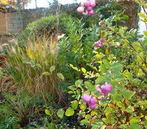 (3) Website_Herbst_Schneebeere_Frucht am Strauch.JPG