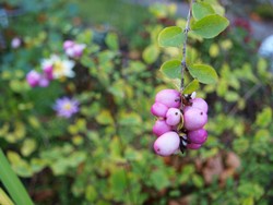 (4) Website_Herbst_Schneebeere_Fruchtstand.JPG