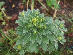 (1) Website_Herbst_Silberrand-Chrysantheme_im Erblühen im November.JPG