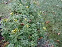 (2) Website_Herbst_Silberrand-Chrysantheme_im Raureif im November.JPG