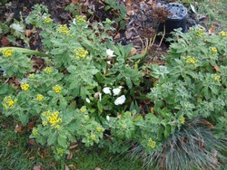 (3) Website_Herbst_Silberrand-Chrysantheme_die Schneerose schützend.JPG