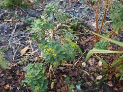 (4) Website_Herbst_Silberrand-Chrysantheme_neben Rose und Hartriegel Ende November.JPG