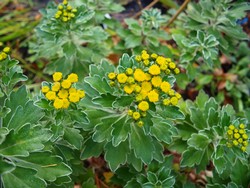 (5) Website_Herbst_Silberrand-Chrysantheme_voll erblüht.JPG