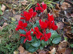 (1) Website_Winter_Alpenveilchen_rot im Beet Mitte Dezember.JPG