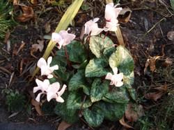 (2) Website_Winter_Alpenveilchen_weiß im Beet Mitte Dezember.JPG