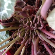 (3) Website_Winter_Alpenveilchen_Innenleben mit Blütenaufbau.JPG