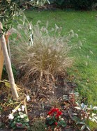 (4) Website_Winter_Alpenveilchen_unter Olivenbaum im Dezember.JPG