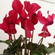 (5) Website_Winter_Alpenveilchen_im Haus so schön rot.JPG