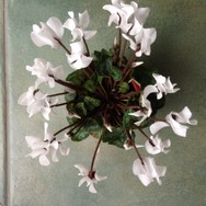 (6) Website_Winter_Alpenveilchen_im Haus so schön weiß.JPG