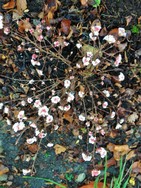 (1) Website_Winter_Duftschneeball_in Blüte Ende Dezember.JPG