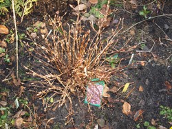 (2) Website_Winter_Duftschneeball_Knospenaustrieb Anfang Dezember.JPG