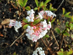(3) Website_Winter_Duftschneeball_Blütenbälle im März.JPG