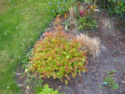 (4) Website_Frühling_Duftschneeball mit Grünaustrieb im April.JPG