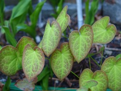 (1) Website_Winter_Elfenbluem_neues Blattwerk im April.JPG