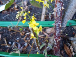 (2) Website_Winter_Elfenblume_Blüte im April.JPG