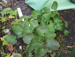 (3) Website_Winter_Elfenblume_Blätter im Altersmodus Mitte November.JPG