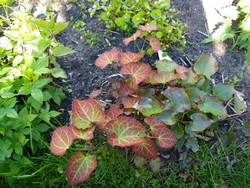 (4) Website_Winter_Elfenblume_Alt und Neuaustrieb.JPG