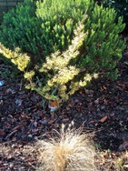 (1) Website_Winter_Hamamelis_2-jähriger Strauch in Blüte.JPG