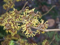 (2) Website_Winter_Hamamelis_Blüte.JPG