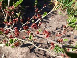 (3) Website_Winter_Hamamelis_Fruchtkelche und Blattaustrieb im April.JPG
