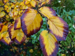 (4) Website_Winter_Hamamelis_Herbstlaub.JPG