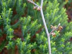 (5) Website_Winter_Hamamelis_Knospenansatz.JPG