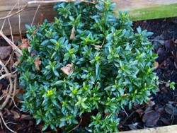 (1) Website_Winter_Immergrüne_Buxilex im schneefreien Januar.JPG