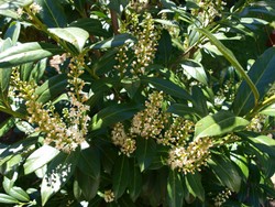 (10)  Website_Winter_Immergrüne_Kirschlorbeer aufbrechende Blüte im  April.JPG