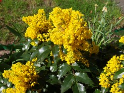 (11) Website_Winter_Immergrüne_Mahonie_Blühend im April.JPG