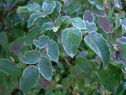 (12) Website_Winter_Immergrüne_Mahonie mit Knospe im Januar.JPG