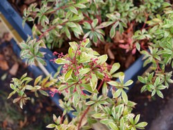 (13) Website_Winter_Immergrüne_Pieris mit Knospenansatz.JPG