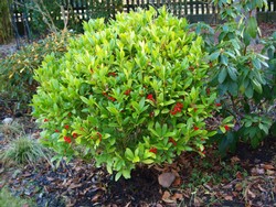 (14) Website_Winter_Immergrüne_Skimmie groß mit Früchten und Knospenansatz im Januar.JPG