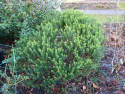 (2) Website_Winter_Immergrüne_Hebe Green Boy.JPG