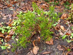 (3) Website_Winter_Immergrüne_Hebe James Stirling.JPG