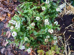 (4) Website_Winter_Immergrüne_Hebe White Lady.JPG