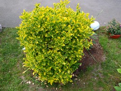 (7) Website_Winter_Immergrüne_Japanischer Spindelstrauch_Mitte Mai.JPG