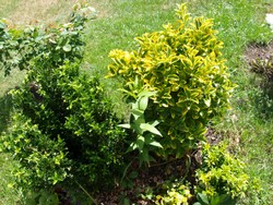 (8) Website_Winter_Immergrüne_Japanische Spindelsträucher Mitte Juni.JPG