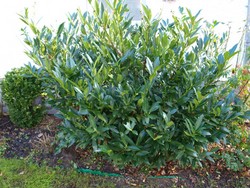 (9) Website_Winter_Immergrüne_Kirschlorbeer im Januar.JPG