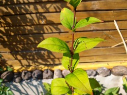 (1) Website_Winter_Schneeforsythie_herbstgrünerZweig mit Blütenansatz.JPG