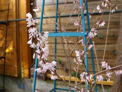 (2) Website_Winter_Schneeforsythie_Blühender Zweig.JPG