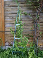 (4) Website_Winter_Schneeforsythie_Sommergrün.JPG