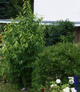 ( 2) Website_Winter_Winterblüte_Gross im 4.Jahr im Juni.JPG