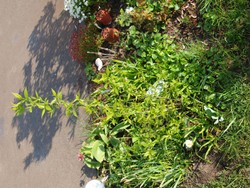 (1) Website_Winterblüte_2. Jahr.JPG